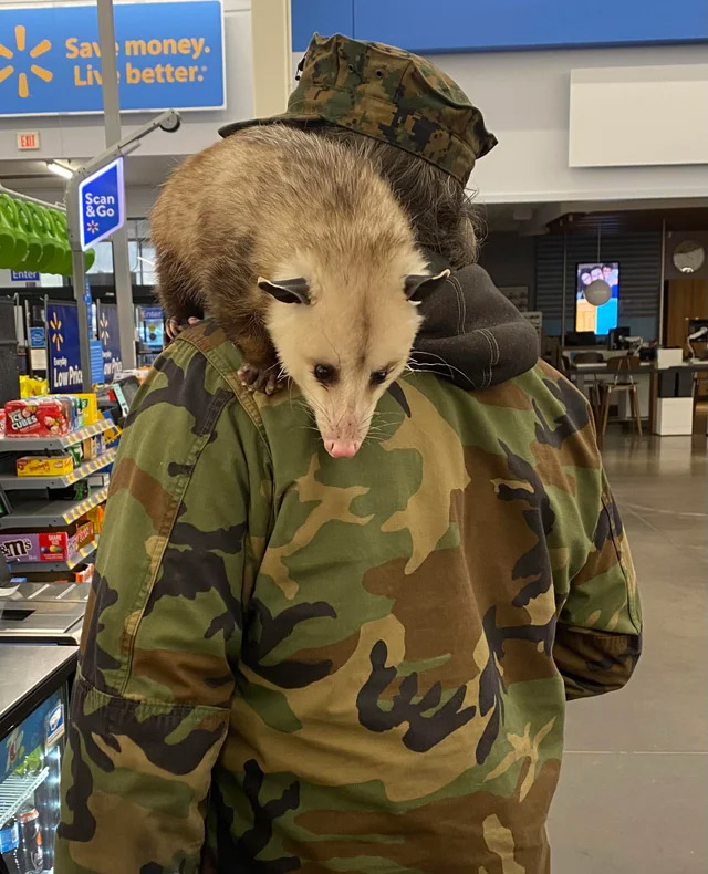 nc opossum