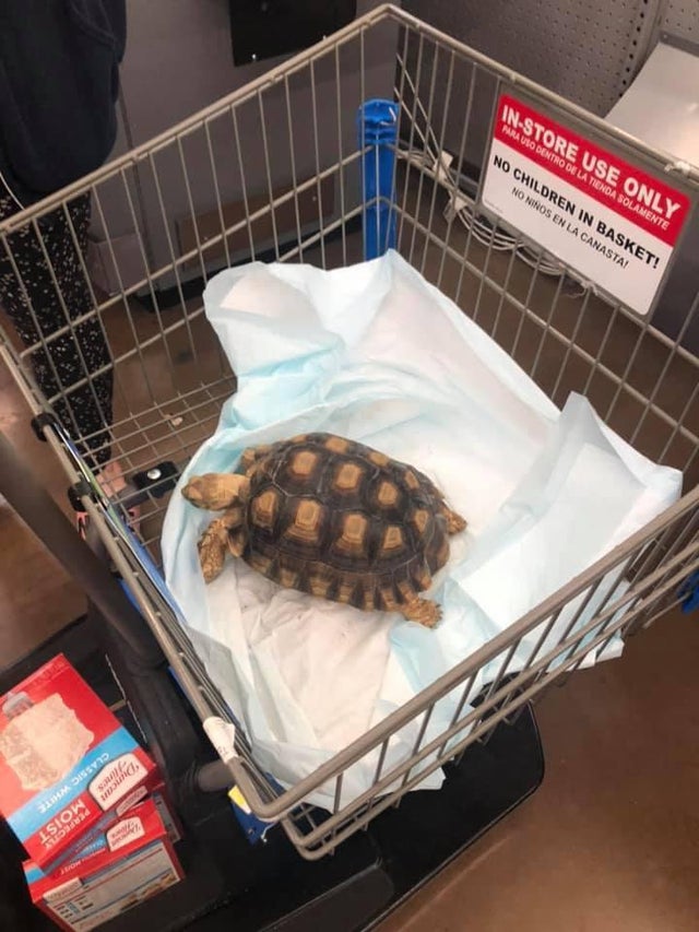 turtle basket